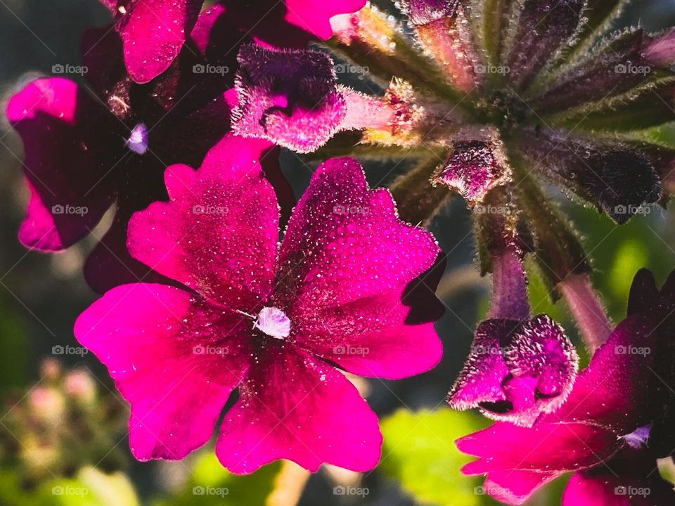 Beautiful purple flowers 