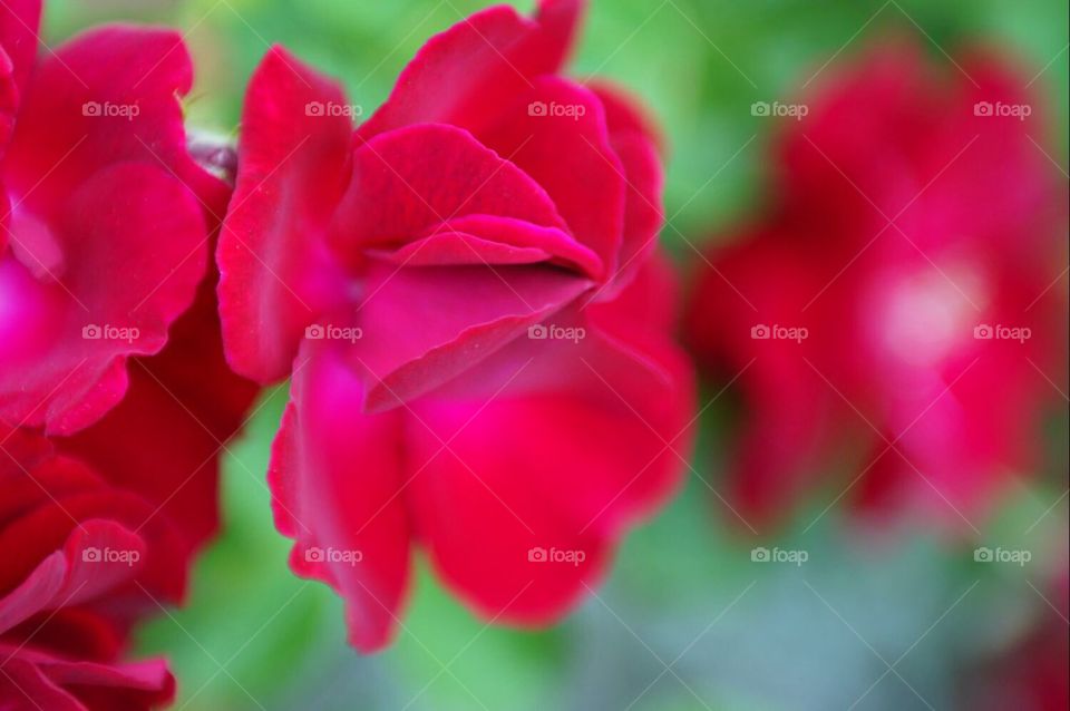 Close up red flower