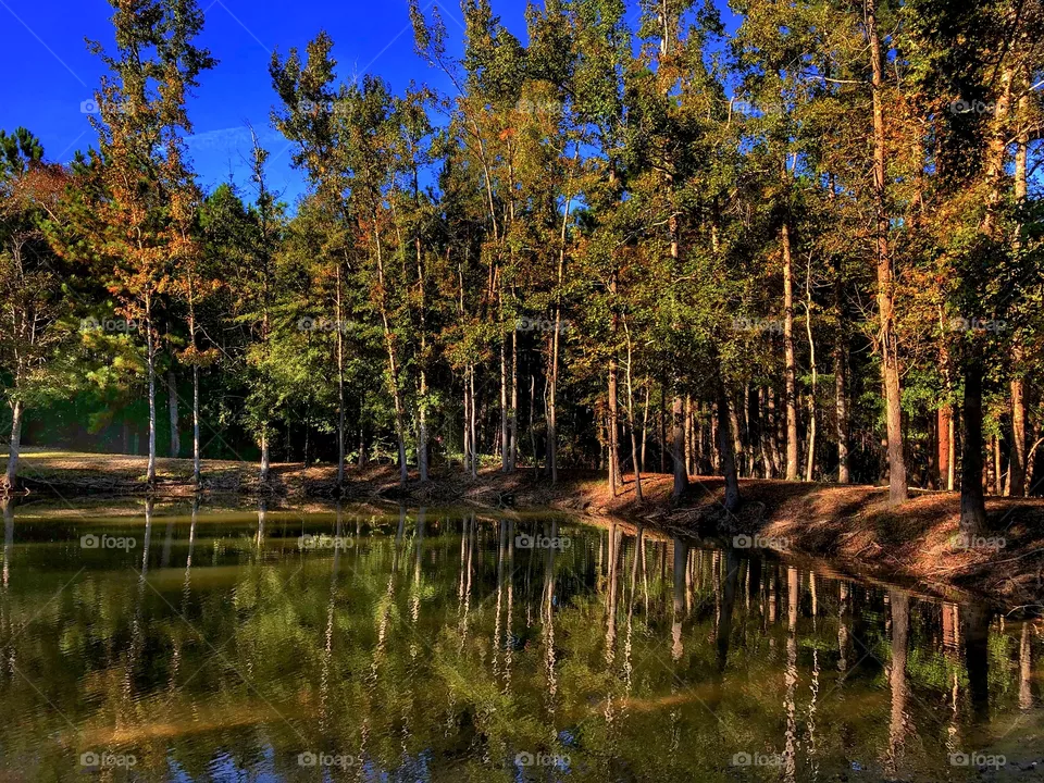 Pond Scene