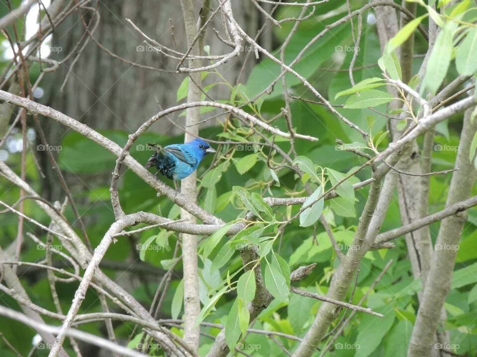 Indigo Bunting