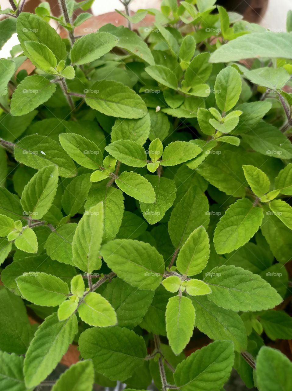 Seedlings of a basils plant, grown ina pot