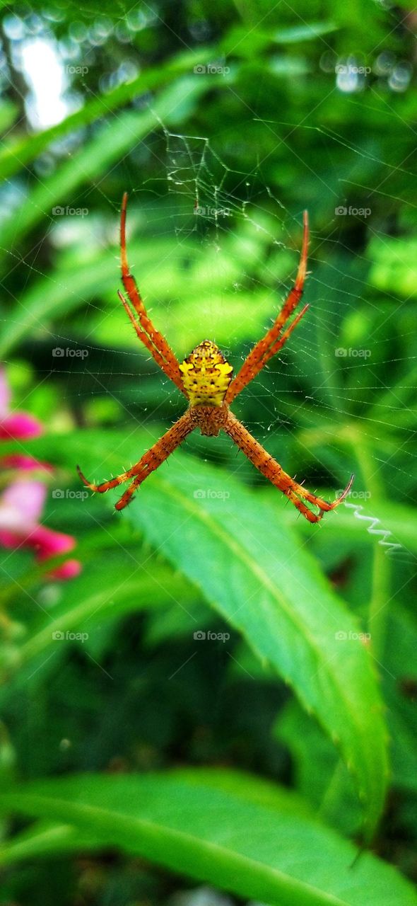 Argiope appensa is a species of spider in the family Araneidae.