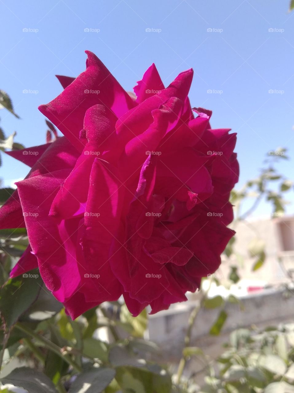 rose flower pink colour looks very beautiful generally found everywhere fresh seasonal