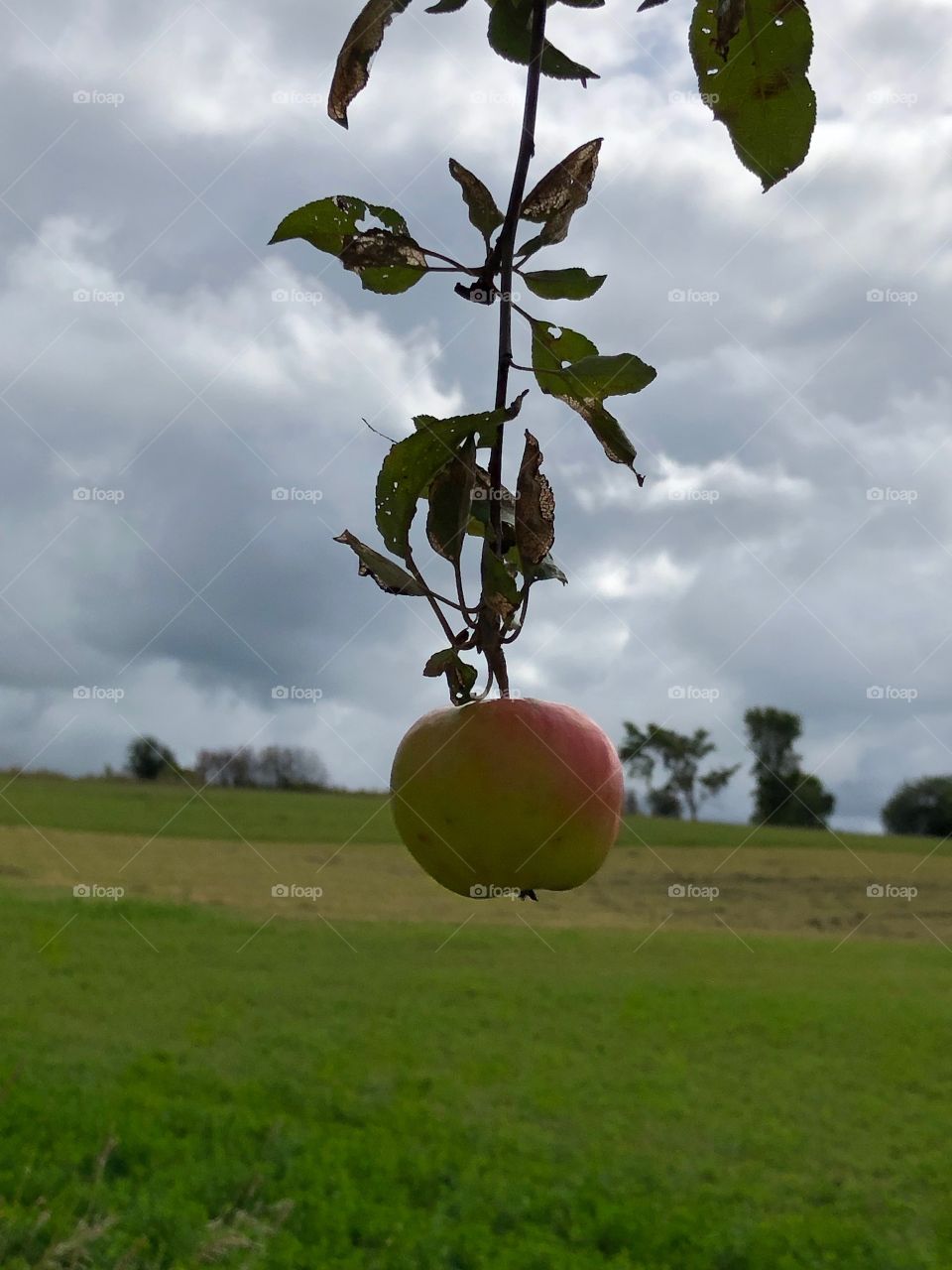 Just one lonely apple left hanging on the branch.