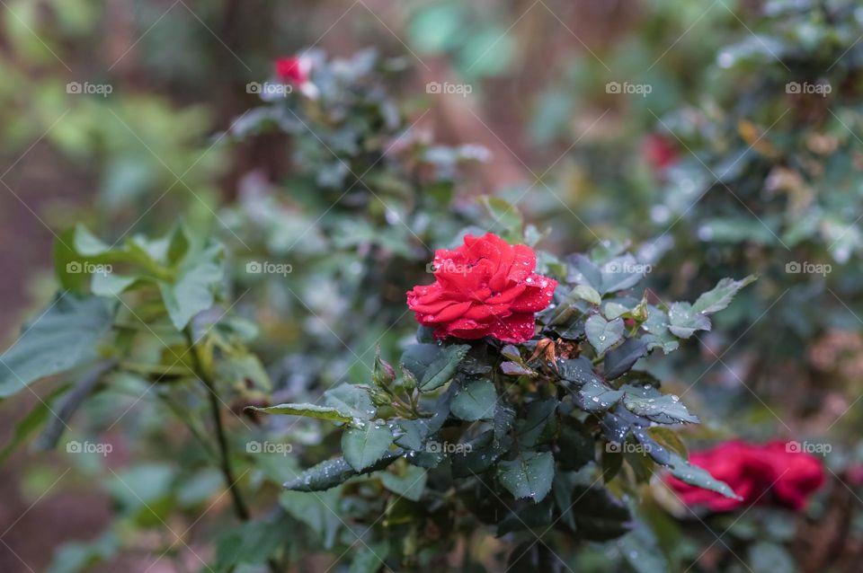 Light rain bringing life to the creation of mother nature