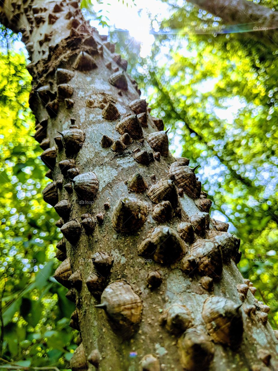 toothache tree