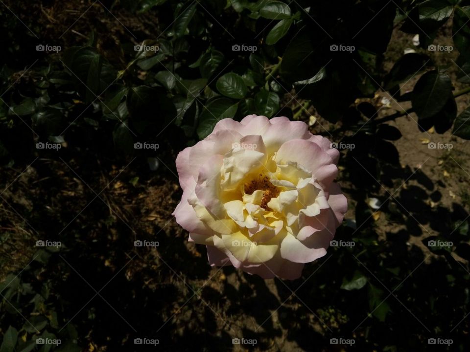 beautiful yellow rose