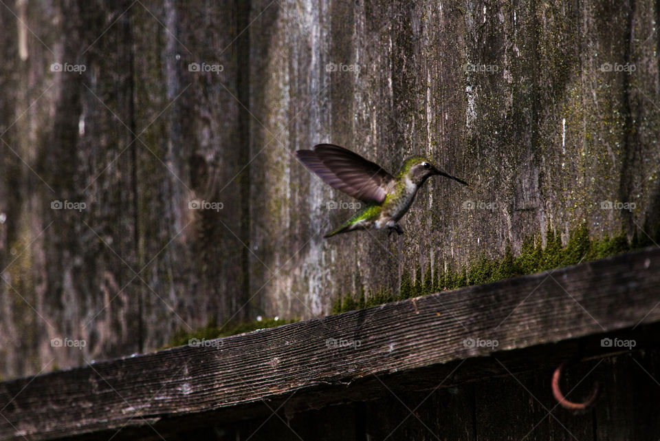 Hummingbird gathering nest material