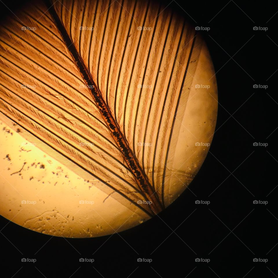 Bird feather under the microscope