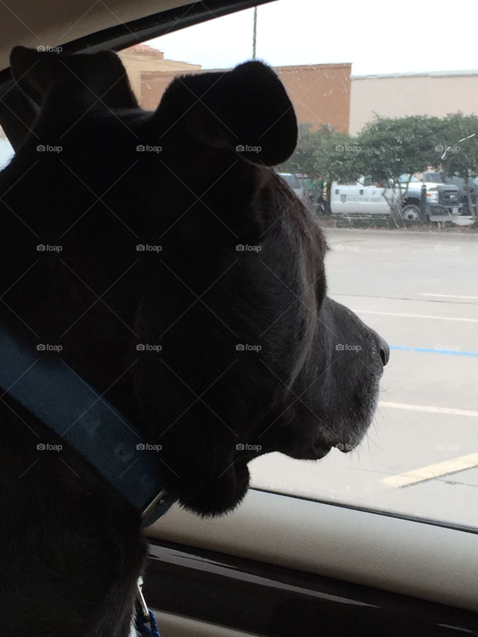 Black lab in a car