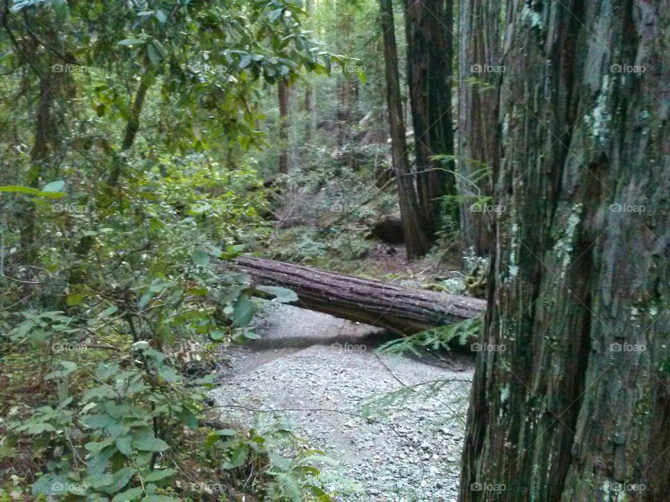 hiking in the woods