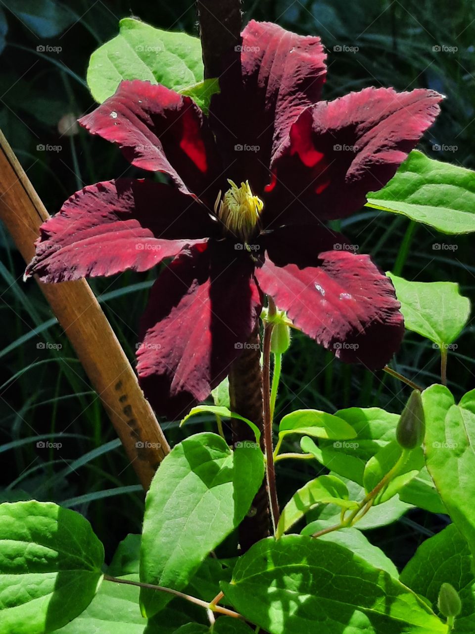 sunlit red clematis in summer