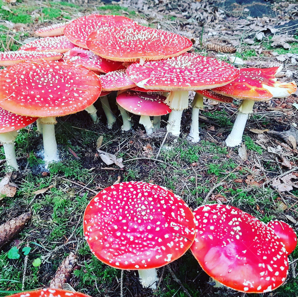 Mushroom i Denmark 