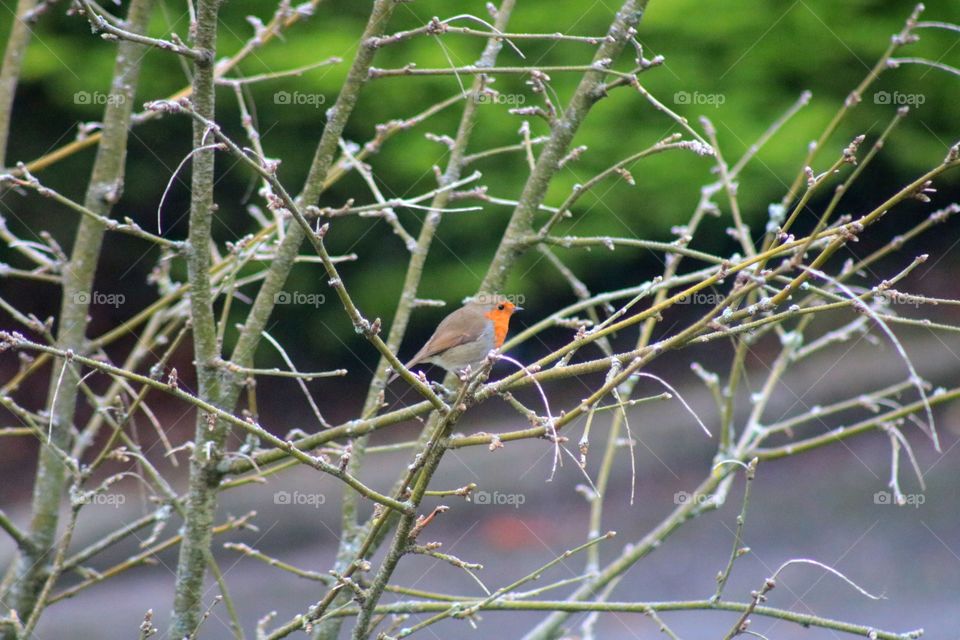 robin on a branch :)