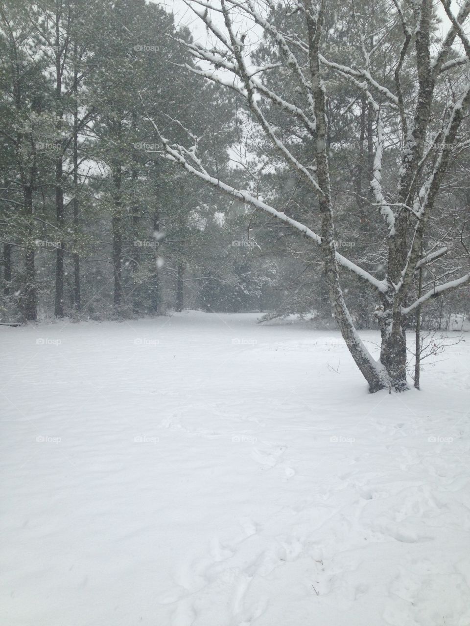 Snow falling in a woody area in NC