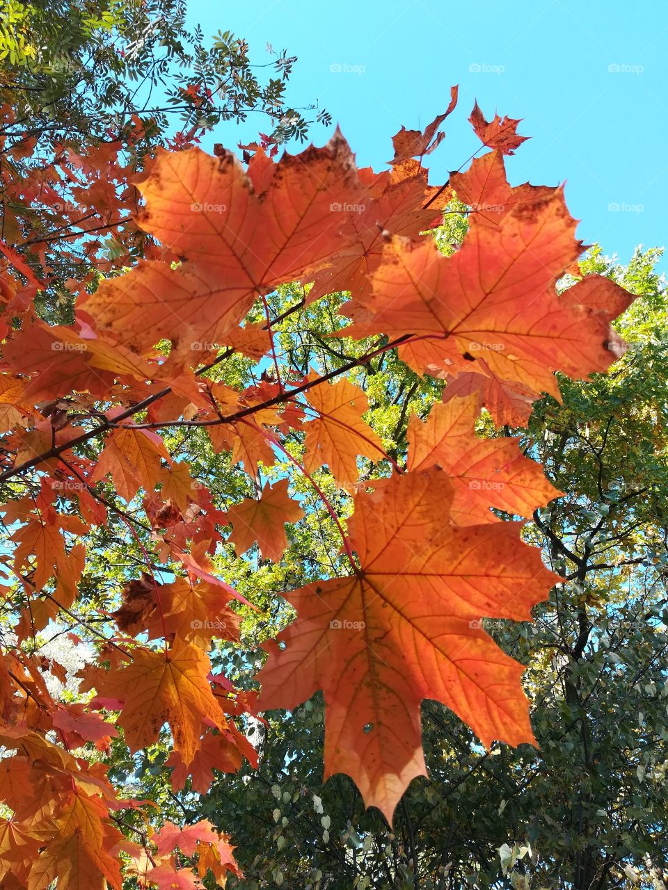 Autumn beauty