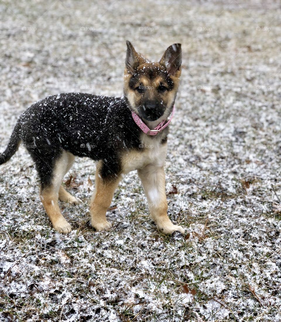German Shepard puppy enjoying her first snow 