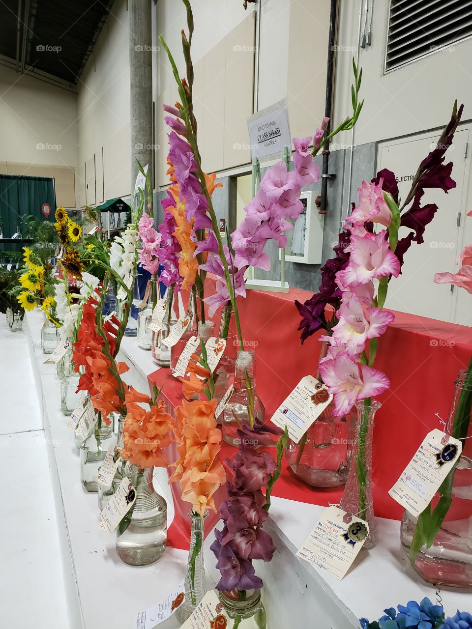 Judged flowers at the fair 3