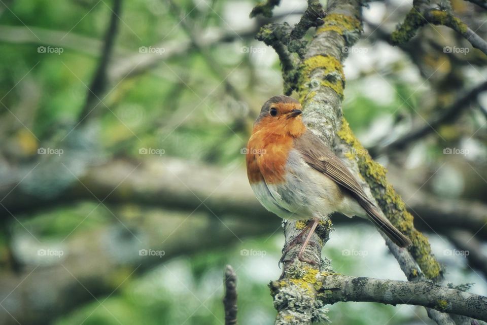 European robin on a branch of an apple tree