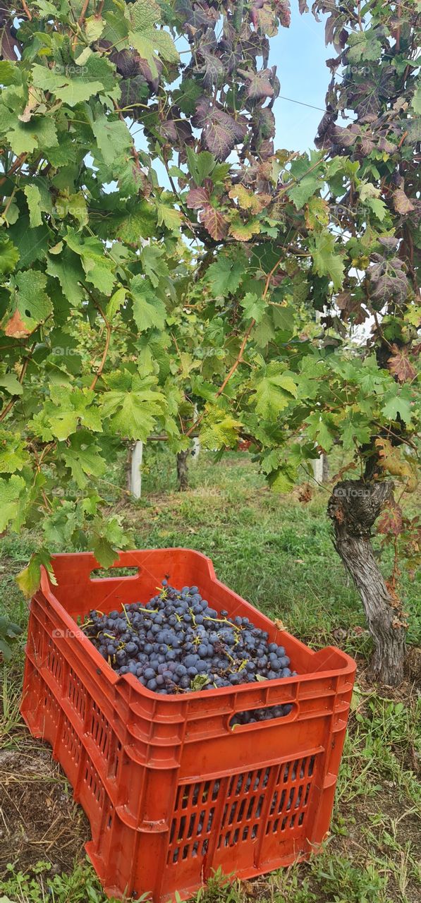 Grape harvest