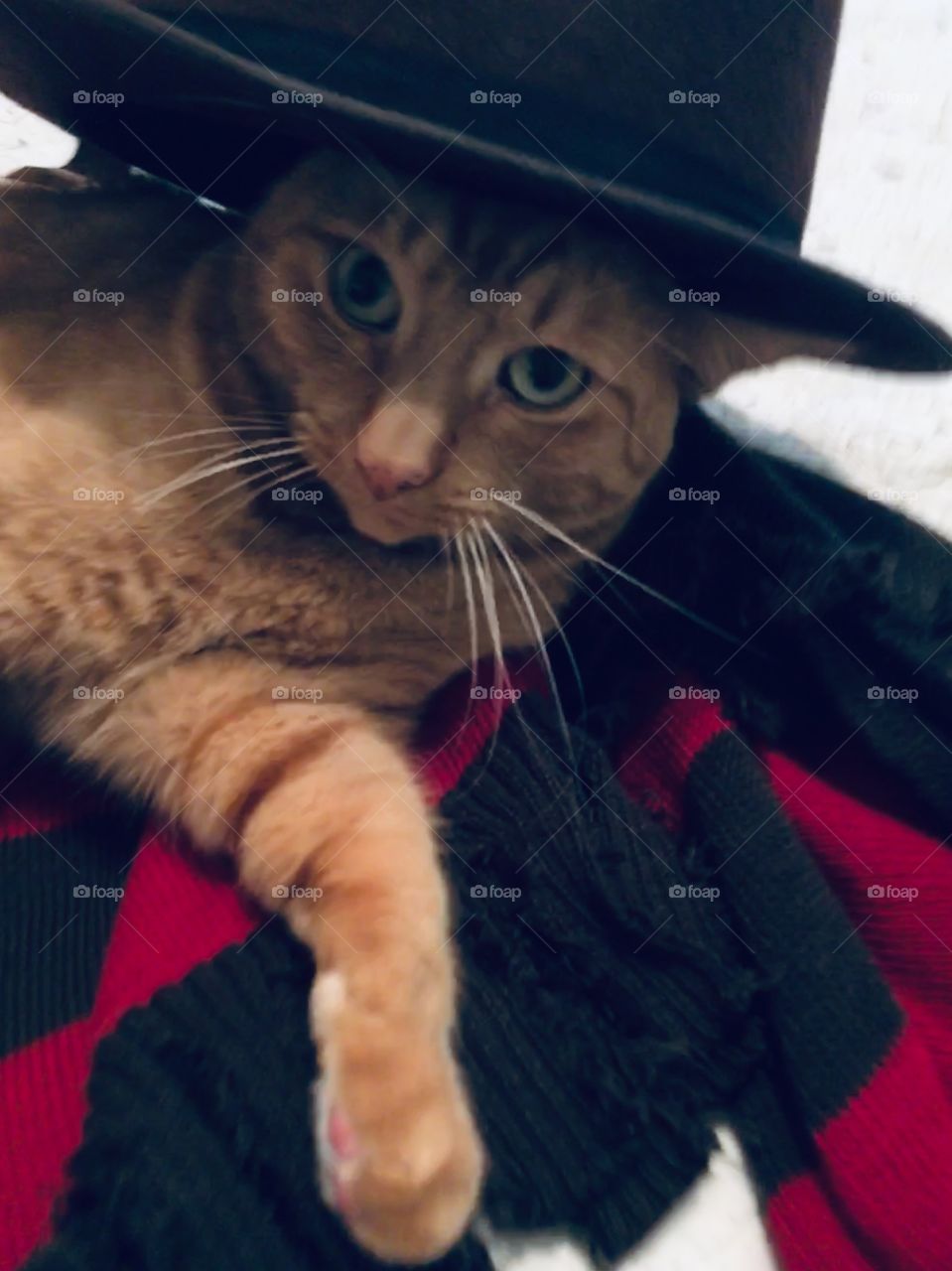 Kitty Kruger