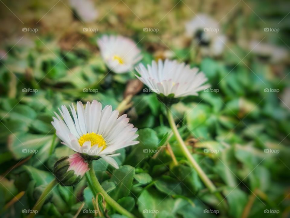 daisies