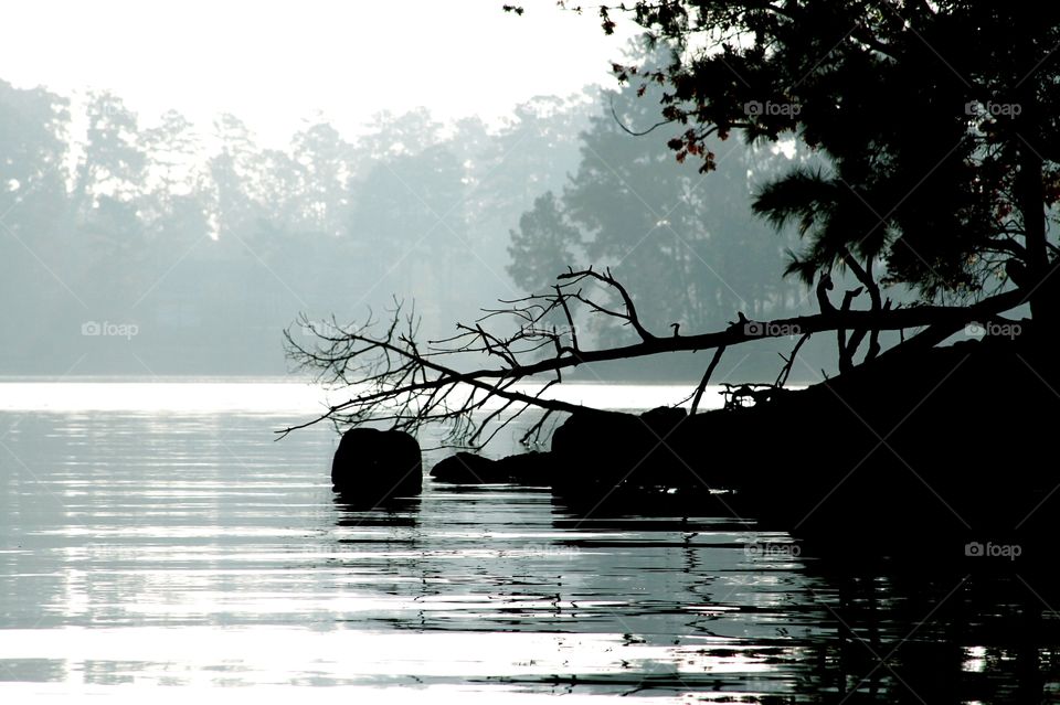 fallen tree and fog on the lake.