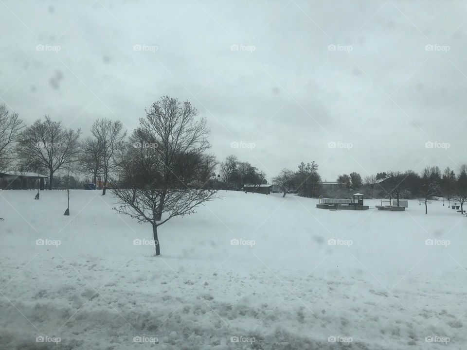 Tuyết trăng trên đồng.