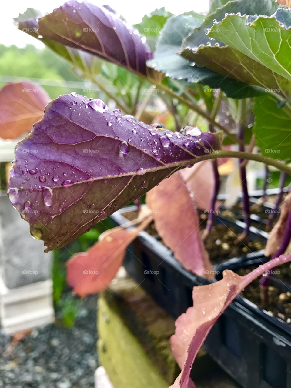 Water Droplets on Purple Leaf