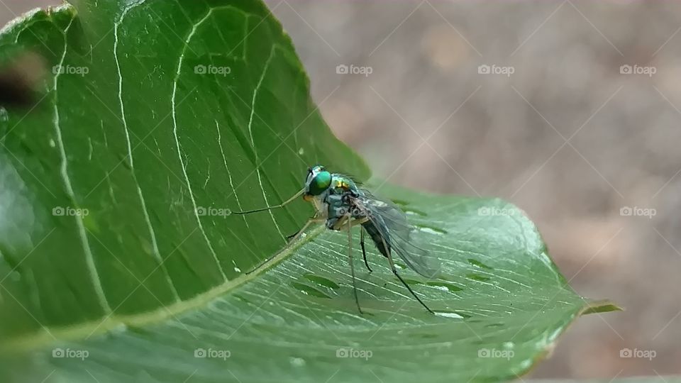 Nature, Leaf, Insect, No Person, Wildlife