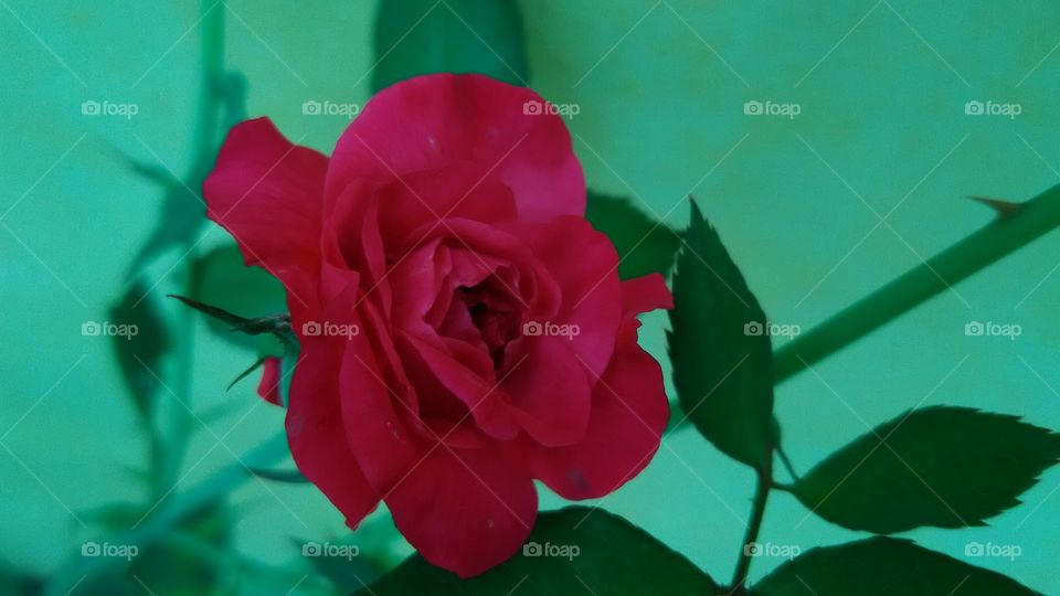 flower, red roses
