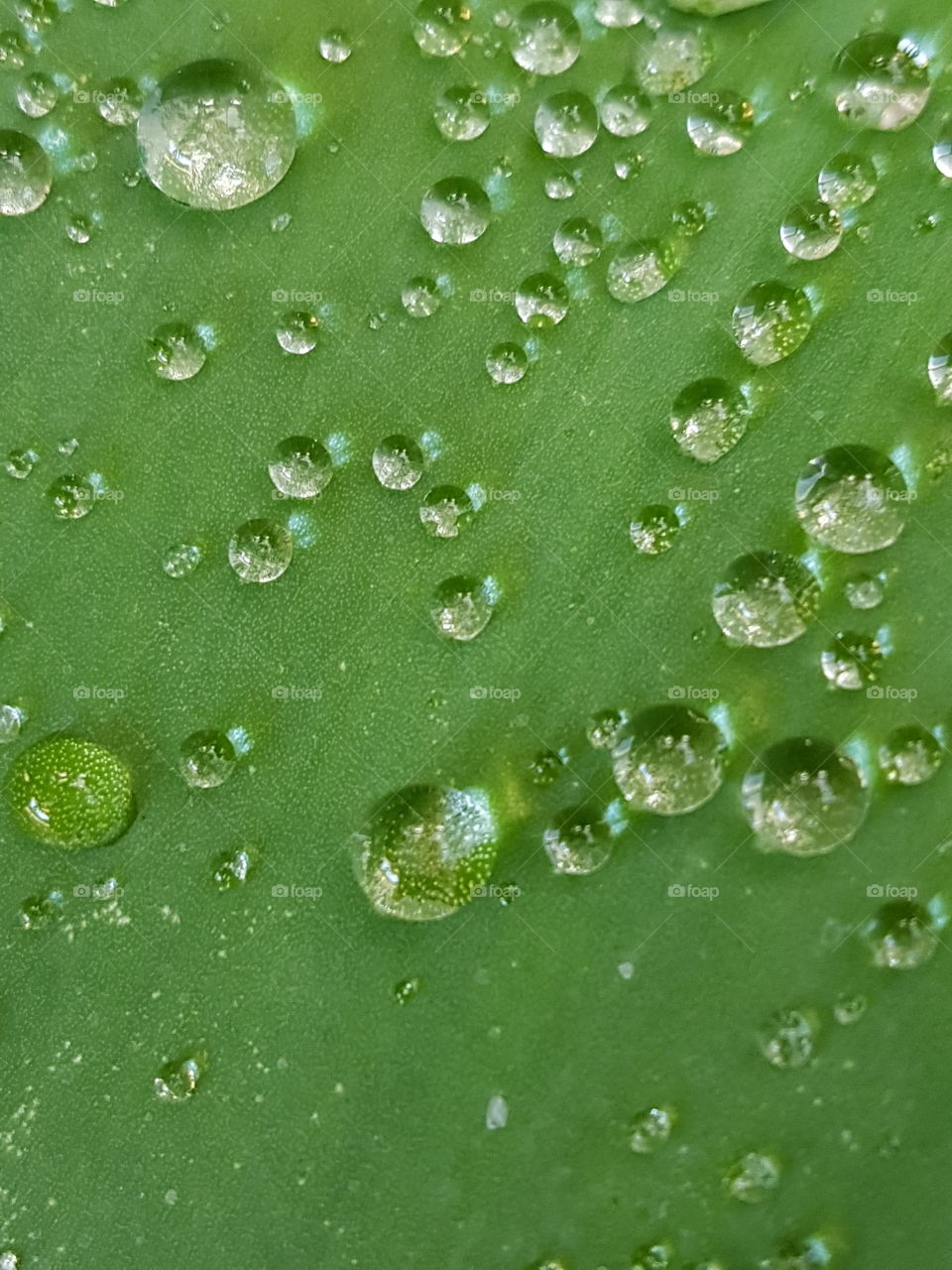 dew drops. water droplets