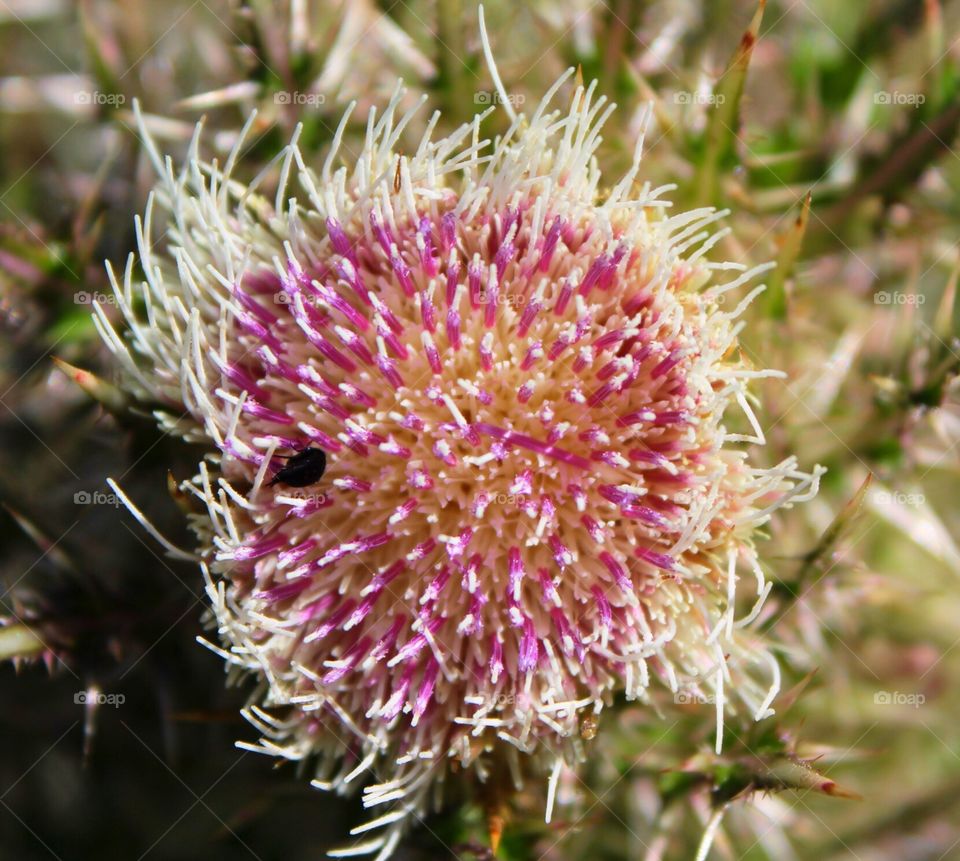 Pink and white thistle 