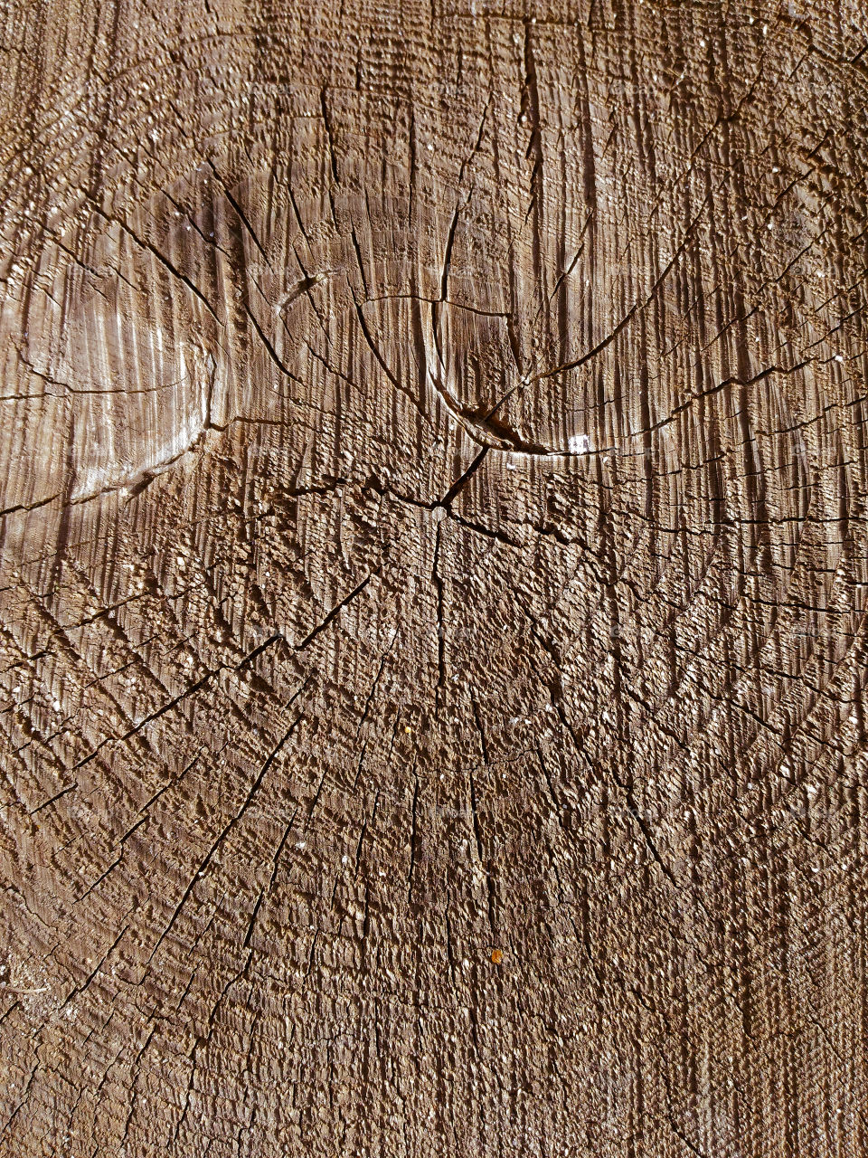 Sunny wood texture