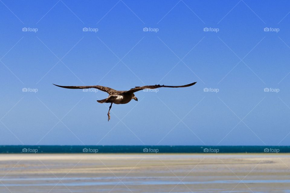 Lone full flying over ocean and beach at low tide 