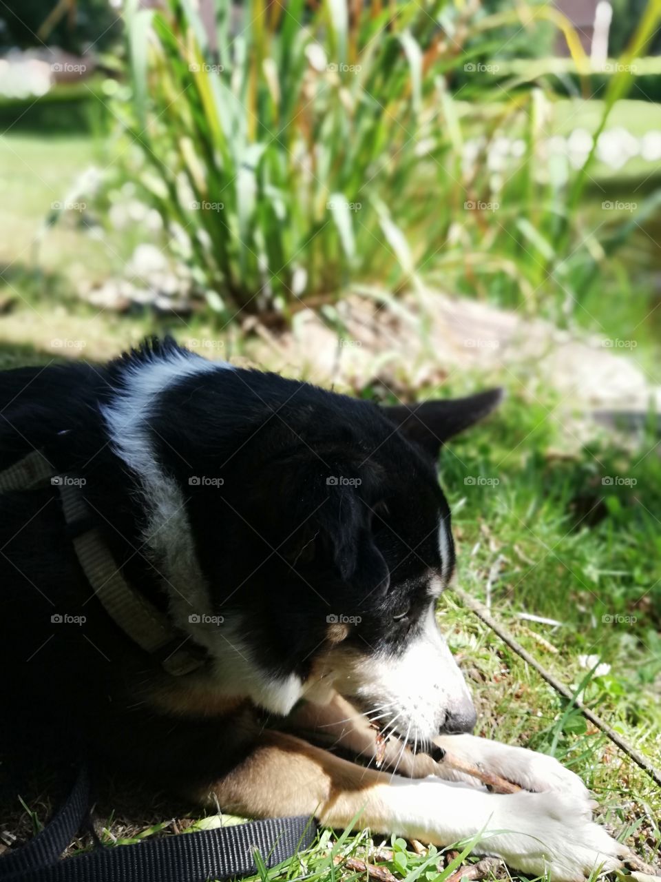 Small dog chewing on a stick by the lakeside