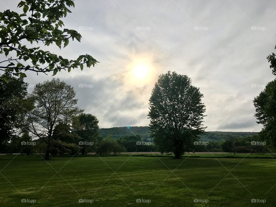 Trees in sunset