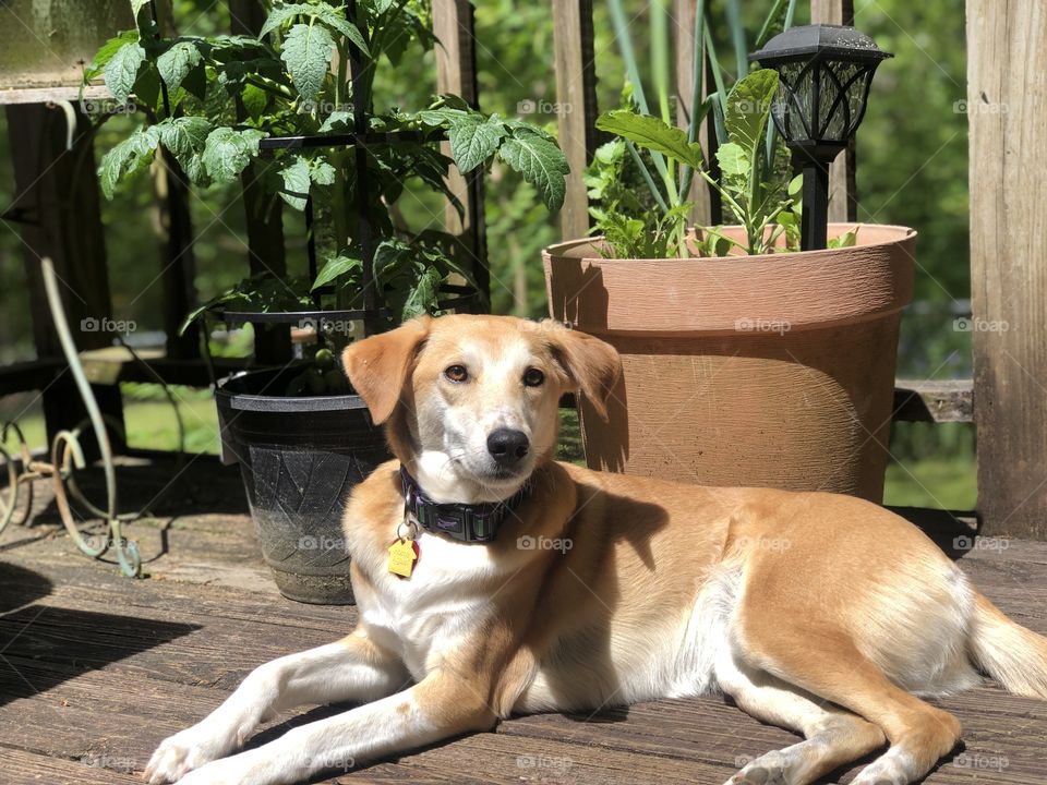Pretty hound dog lying on deck in sunshine in front of potted plants 