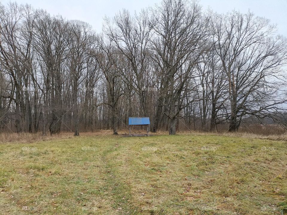 A clearing in the forest