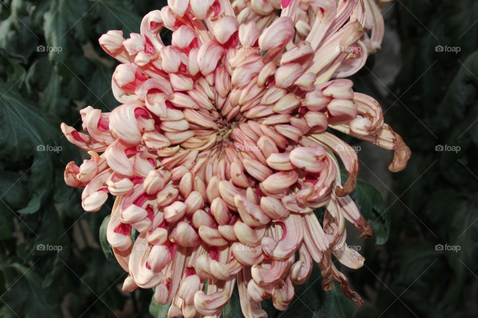 chrysanthemum