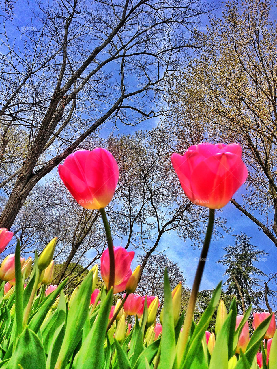 istanbul flowers garden pink by pitikelebek