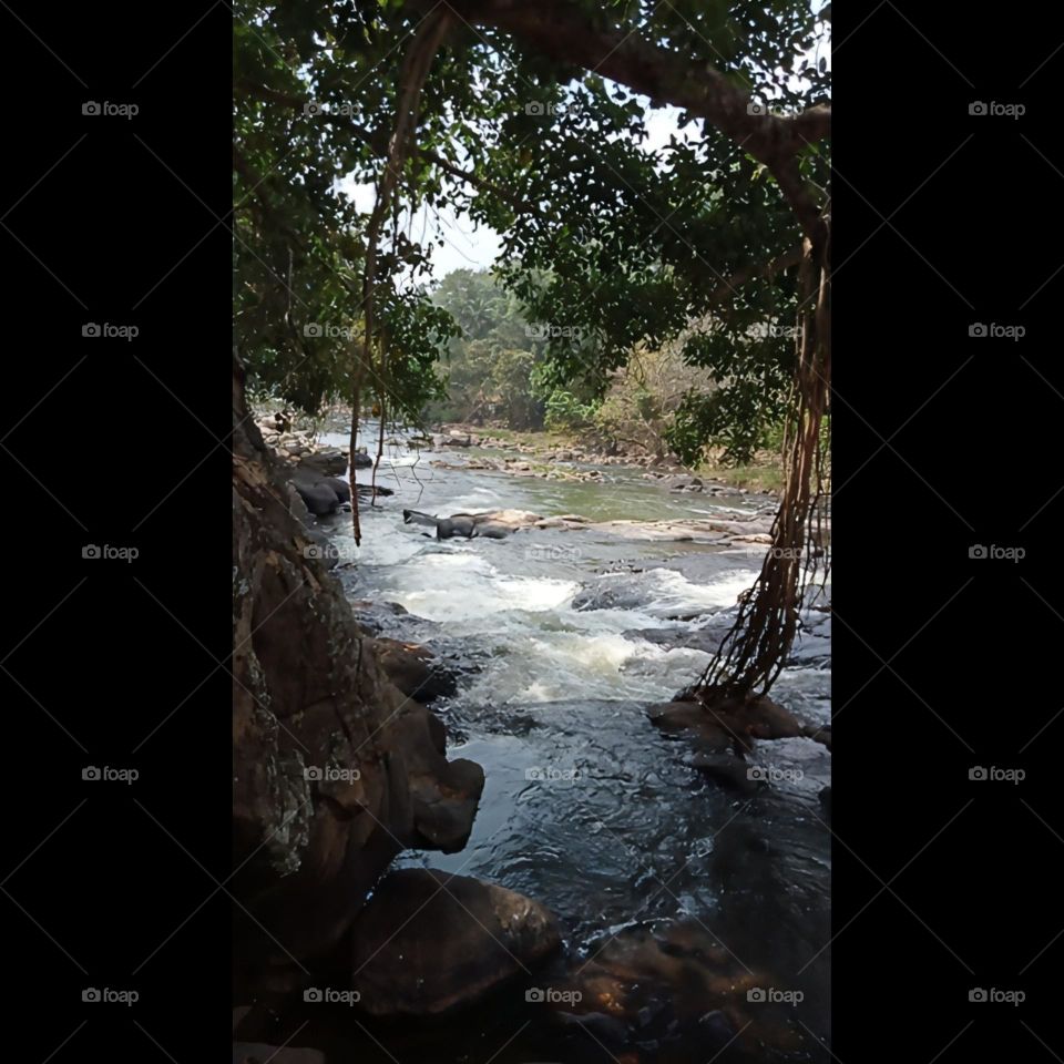 the trees and the river.