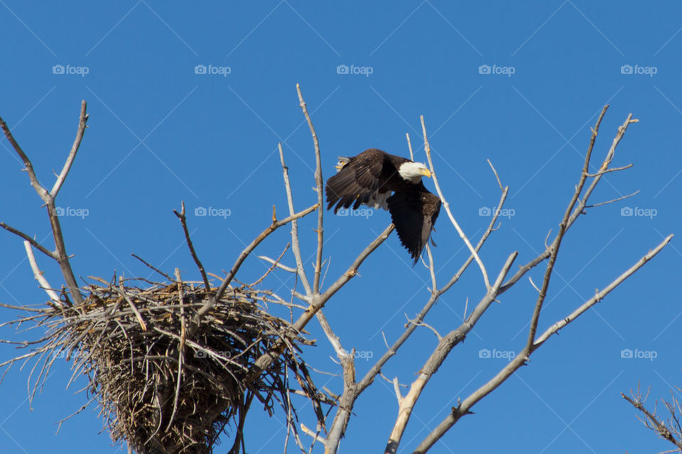 Bald eagle launches from her nest