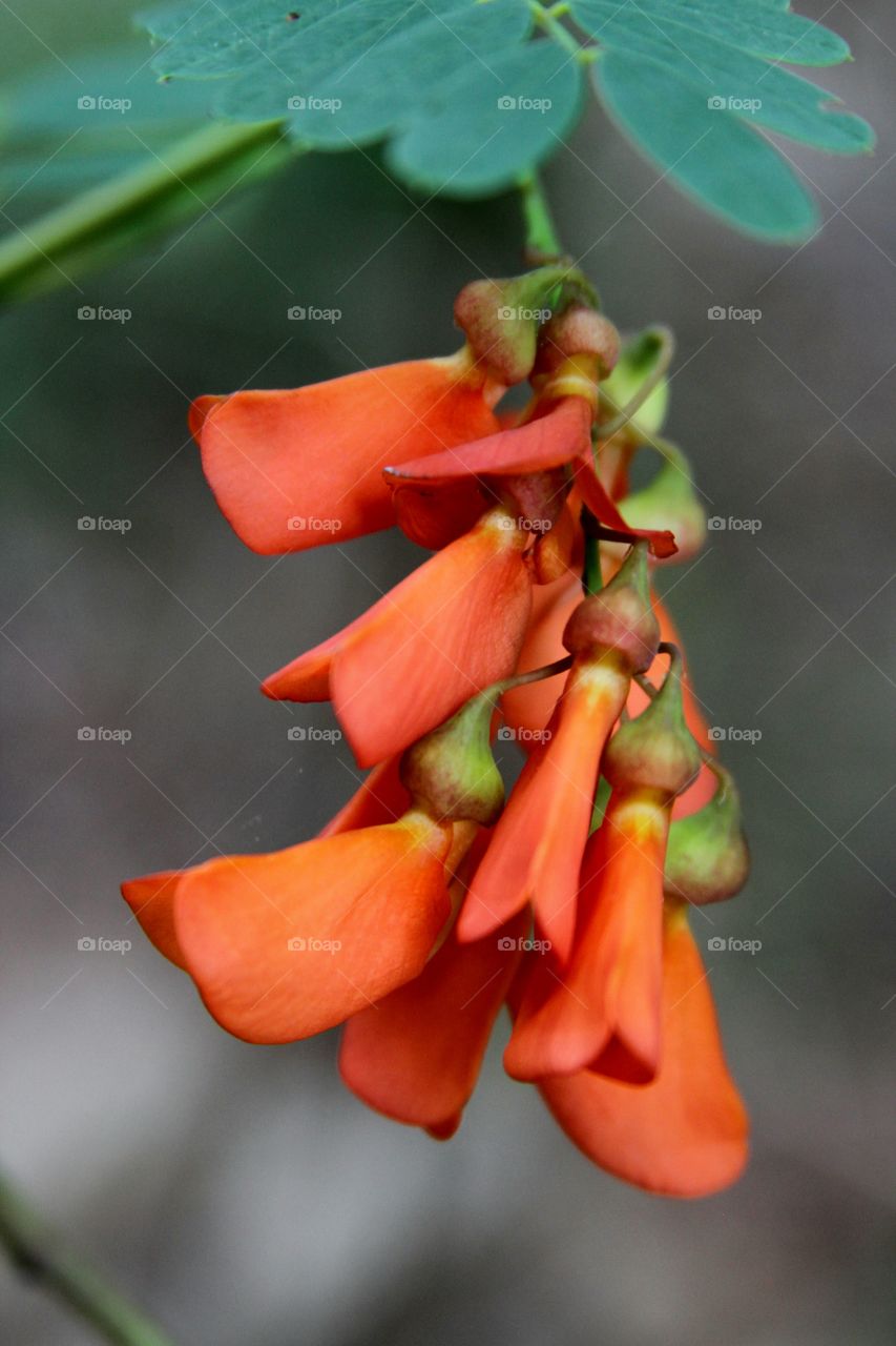 red blossoms