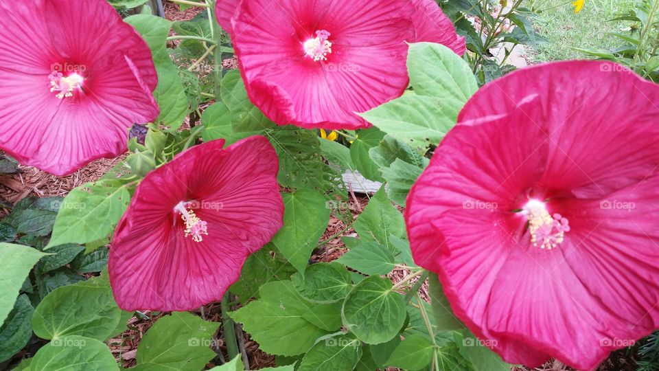 hibiscus patch