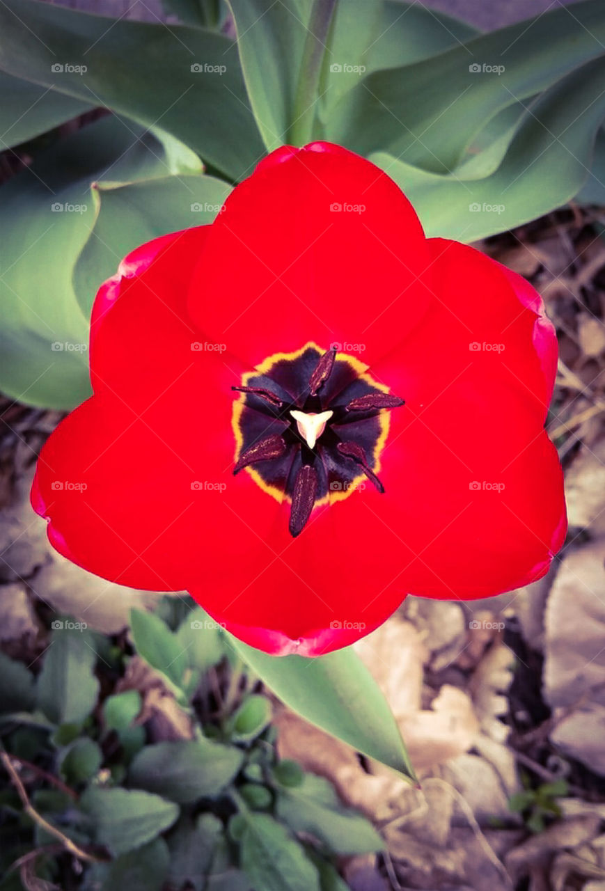 Red Tulip
