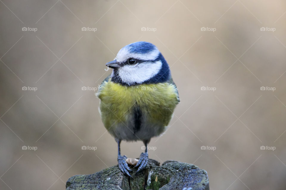 Bluetit bird