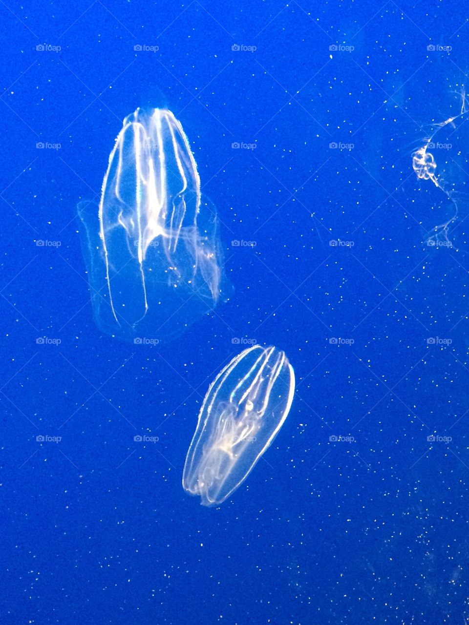 Warty Comb jellyfish at the Monterey Bay Aquarium. They glow in the dark :)