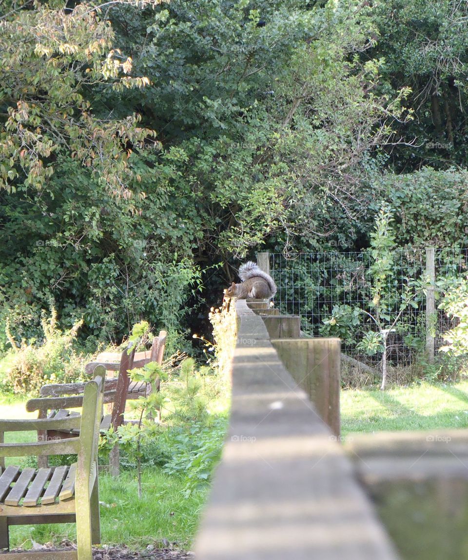 Fence and squirrel 