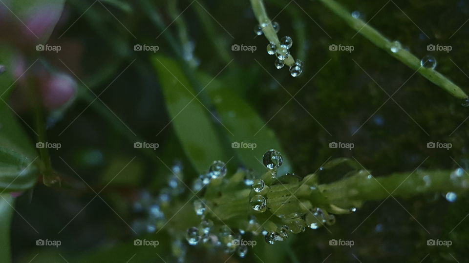 dewdrops